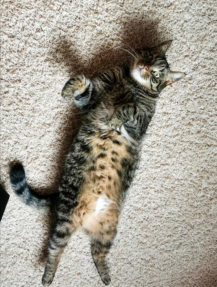 Katze liegt auf dem Boden