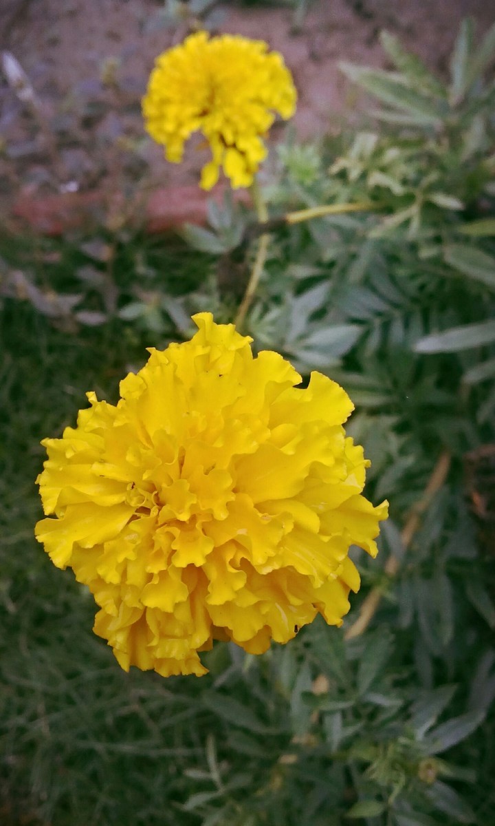 Marigold in full bloom