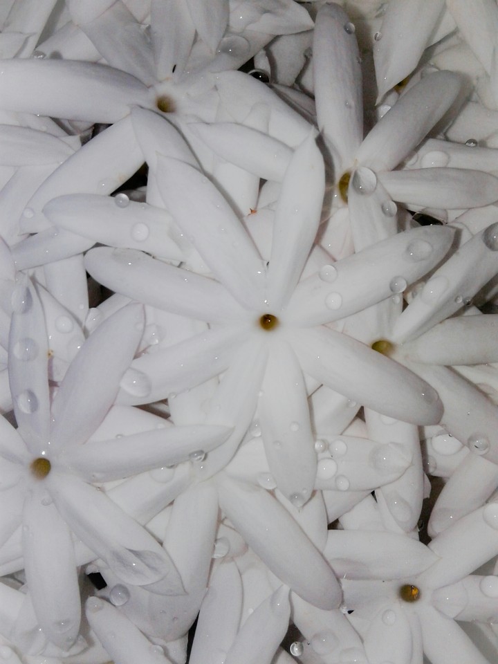 jasmine