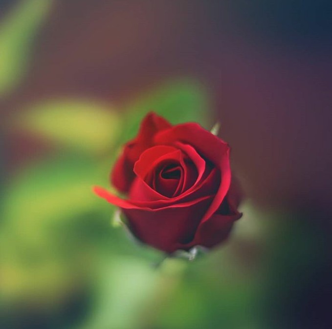 rose