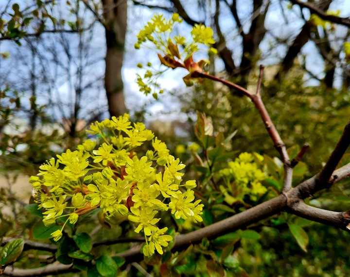 Maple flowers are one of my "Favourite things":)