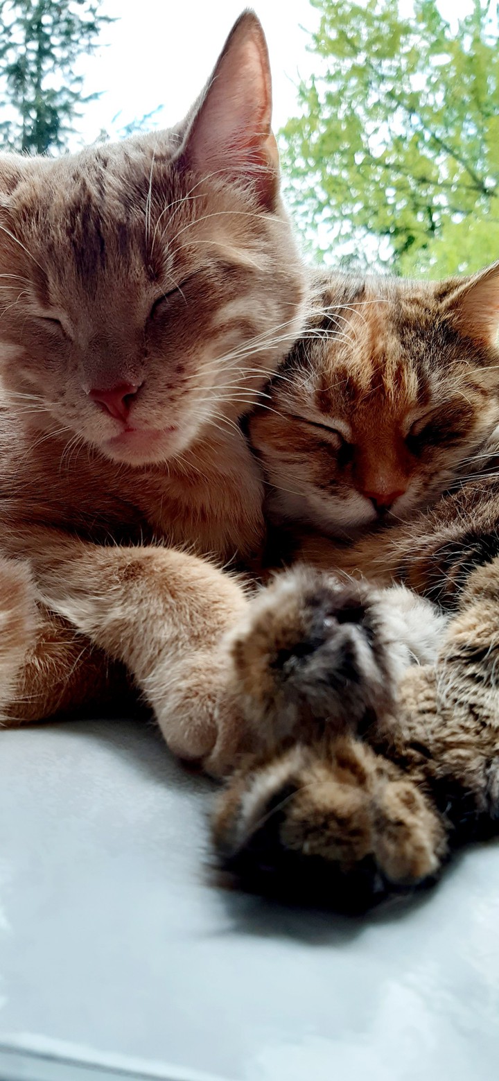 sleepy cat