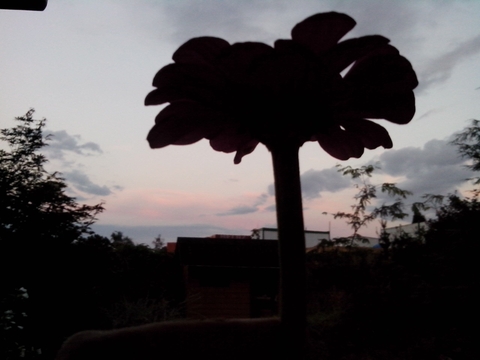 Flower in the sunset :)