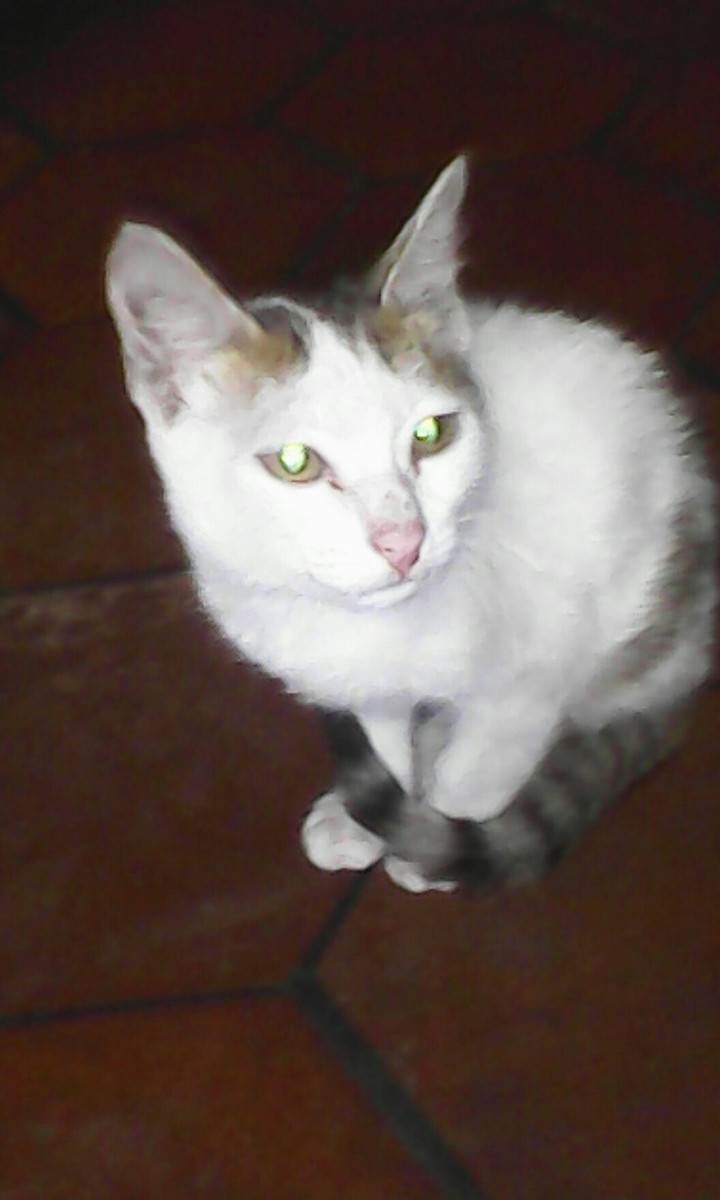 cat