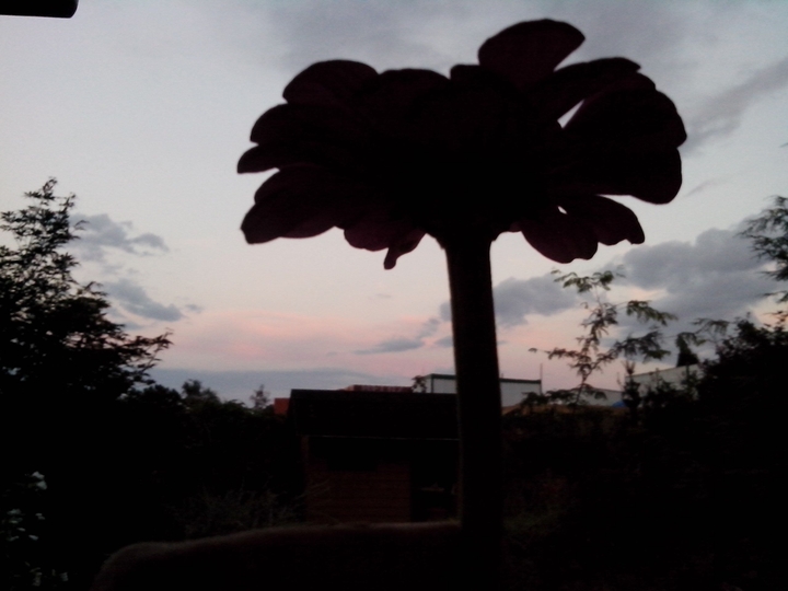 Flower in the sunset :)
