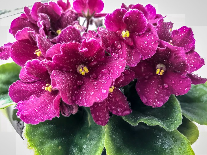 flower