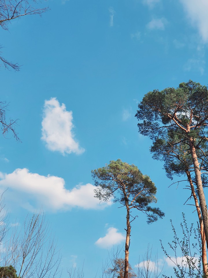 Forest1
