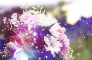 bouquet of flowers