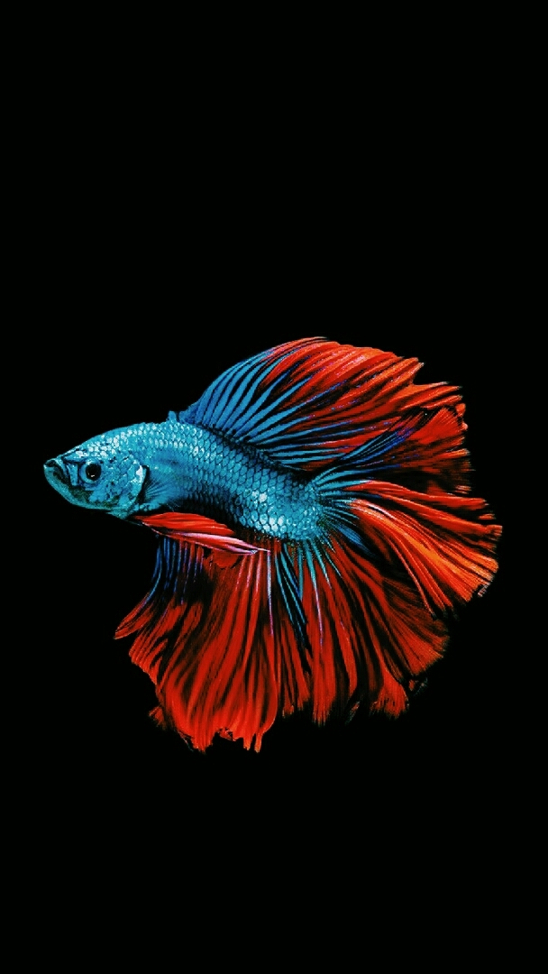 fish