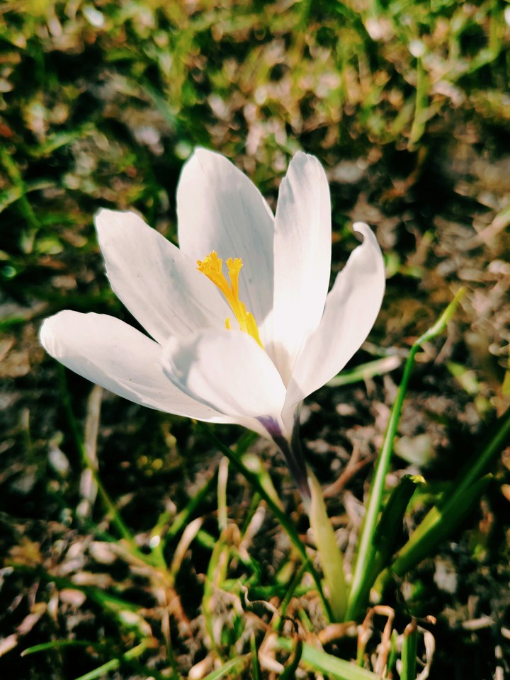 Crocus white