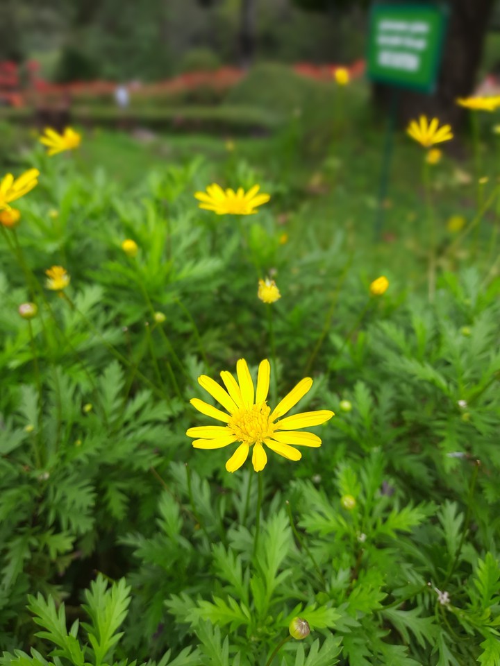 flower