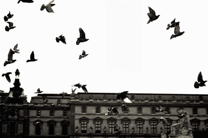 #dove #paris