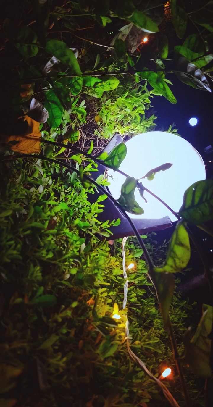 #Night#lights#greenery#lamp#moon#beautiful#