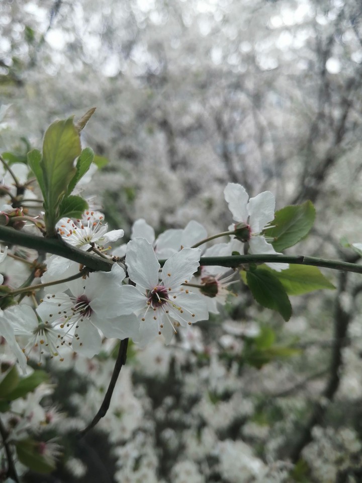 Spring