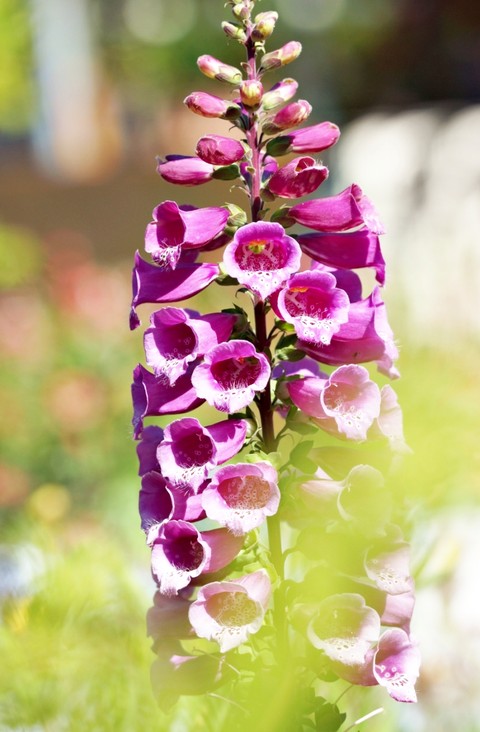 foxgloves, wildflower wallpapers