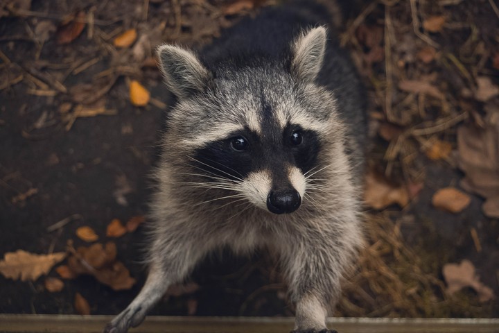 Beware from racoons!!