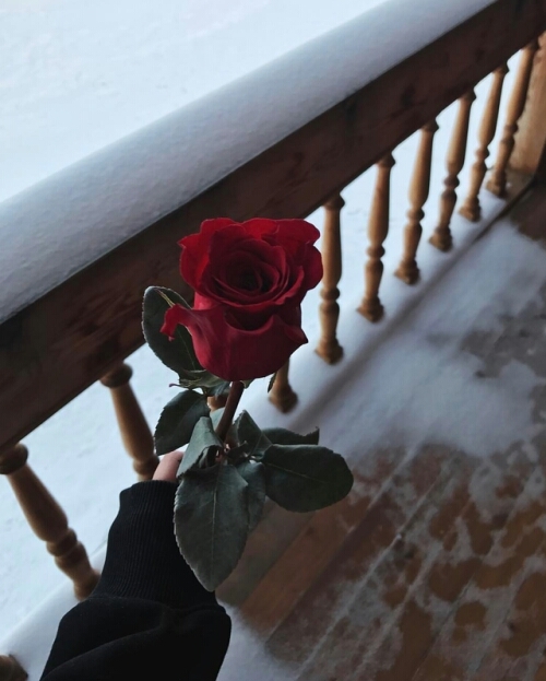 Red rose