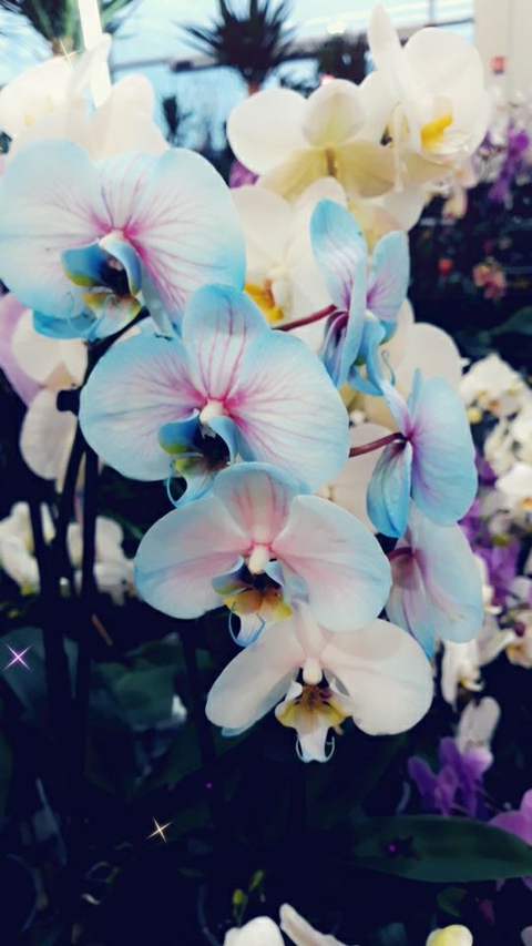 fleure bleu