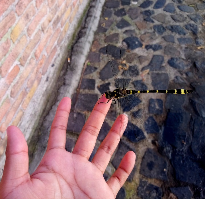 LIBÉLULA, TAXCO, GRO.