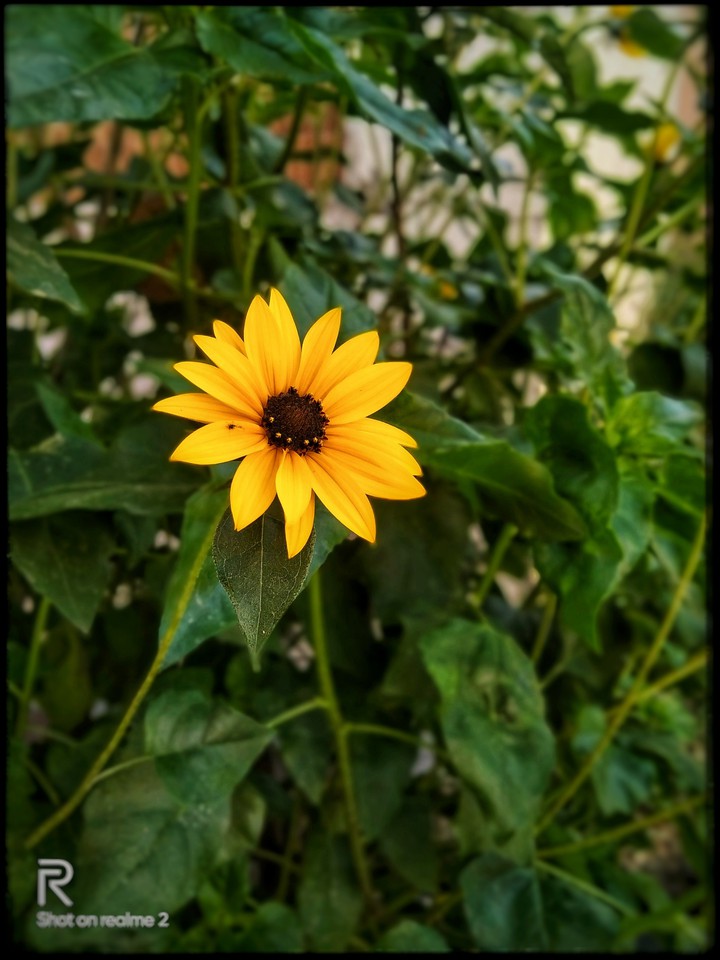 sunflower ???