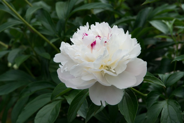 White Peony