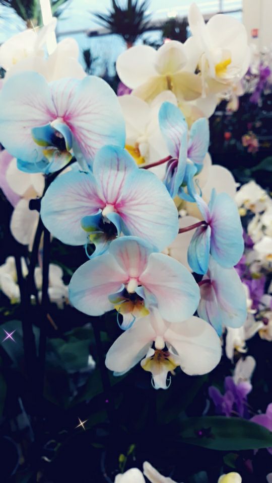 fleure bleu