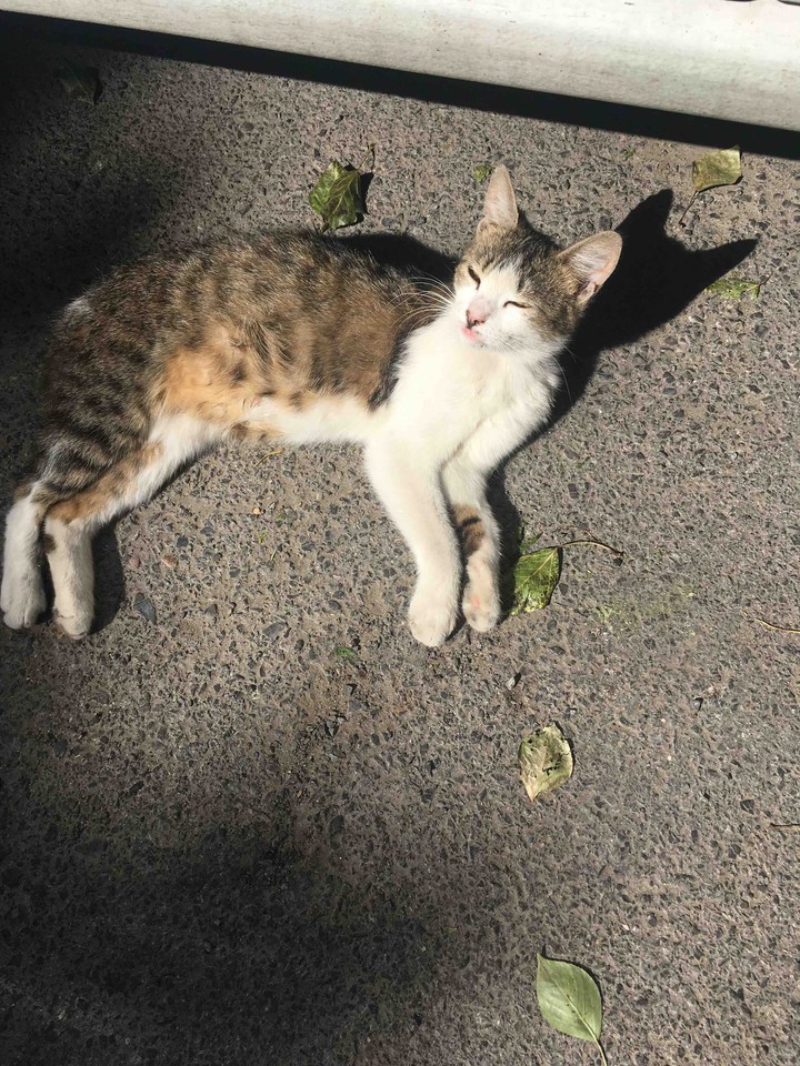 cat good morning