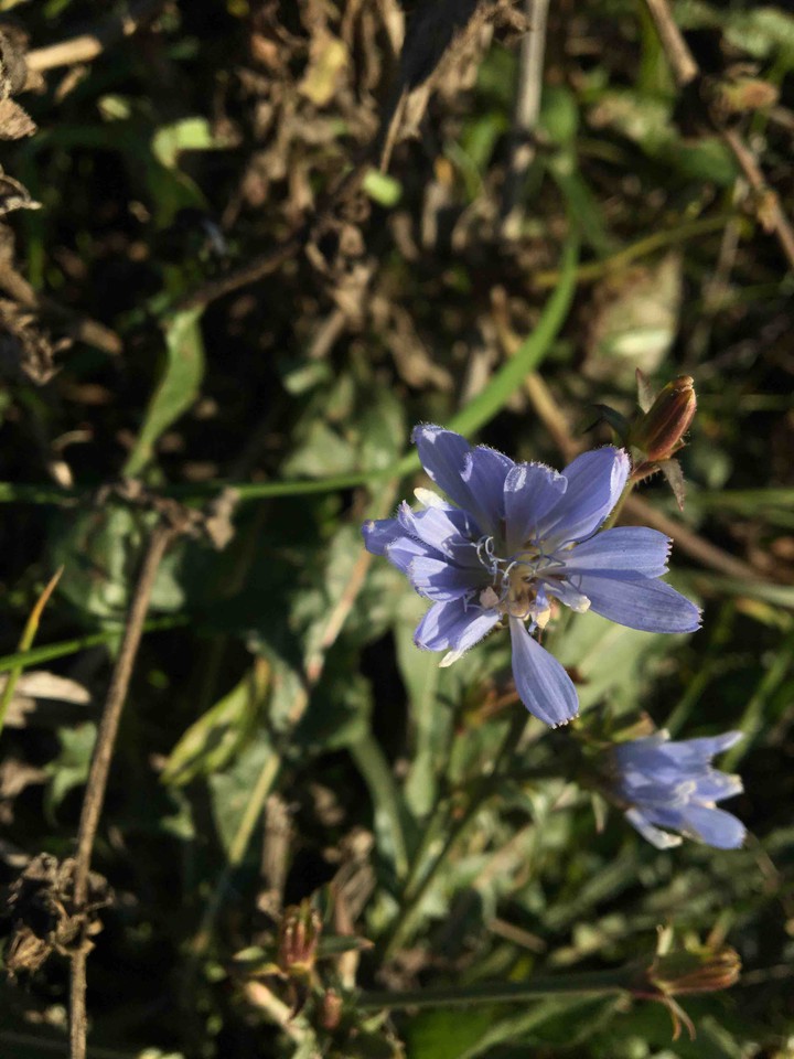 Flowers ??