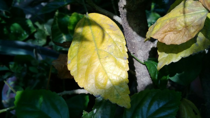 Pale leaves!