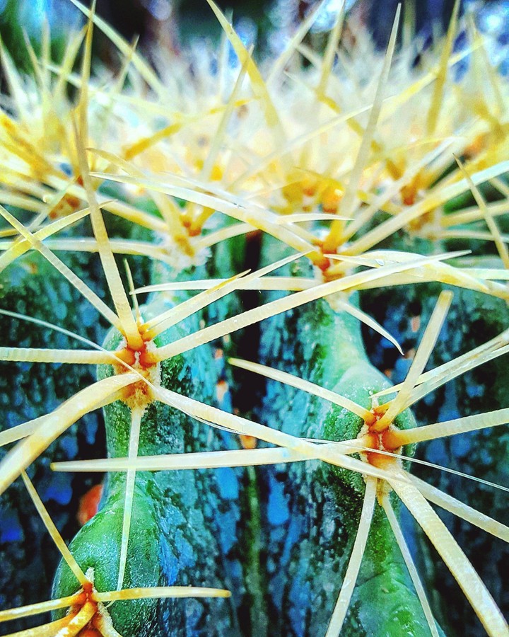 cactus nature beauty