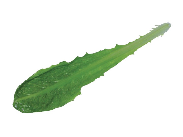음식이미지
