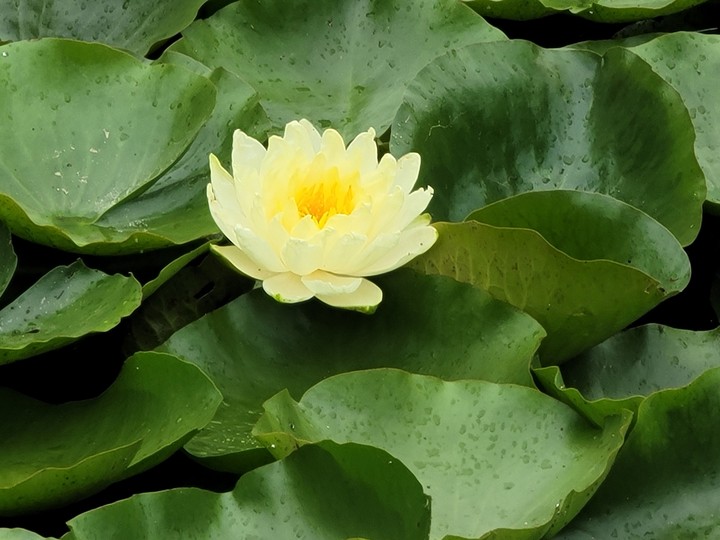 자연