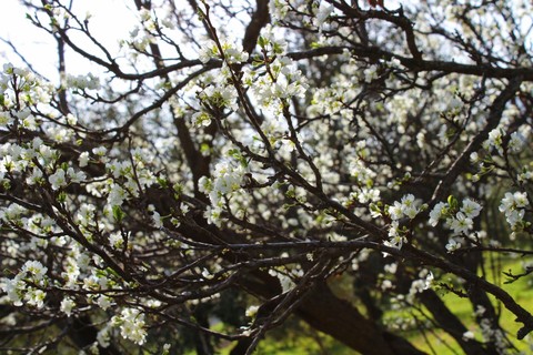 blossom tree i think