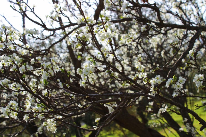 blossom tree i think