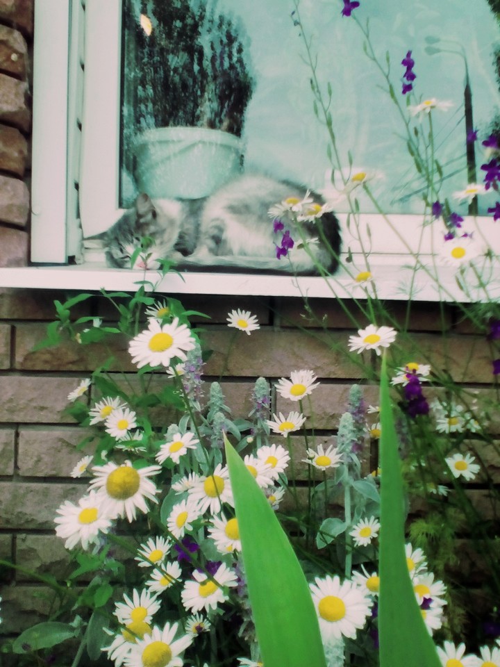 Котик