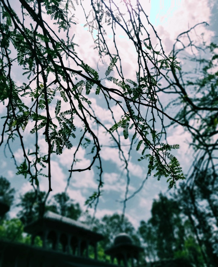Branches