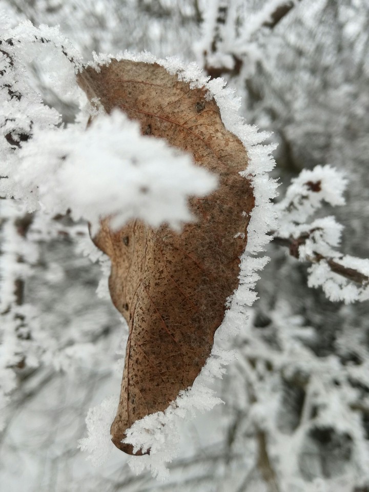 snow flakes