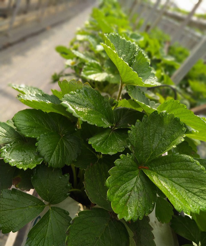Strawberry leaves