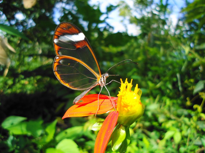 transparente