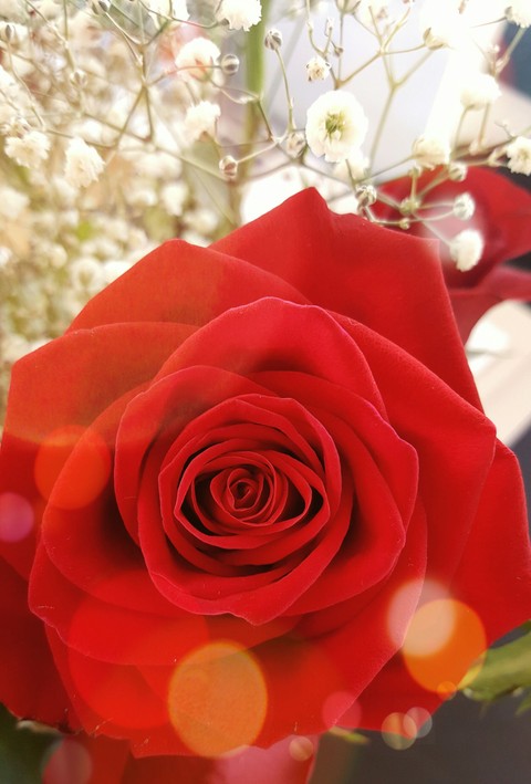 Sweet Rose