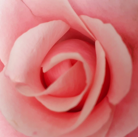 pink beauty