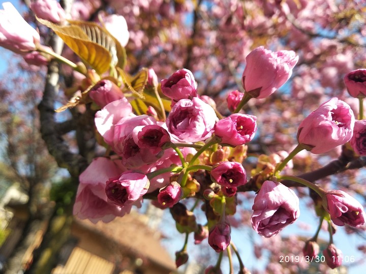 Spring