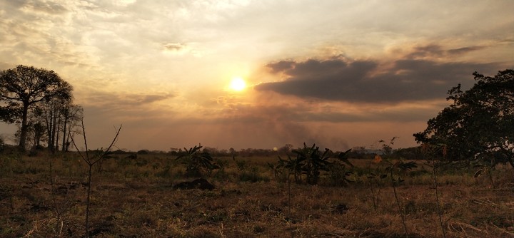 Sunset In Bushes