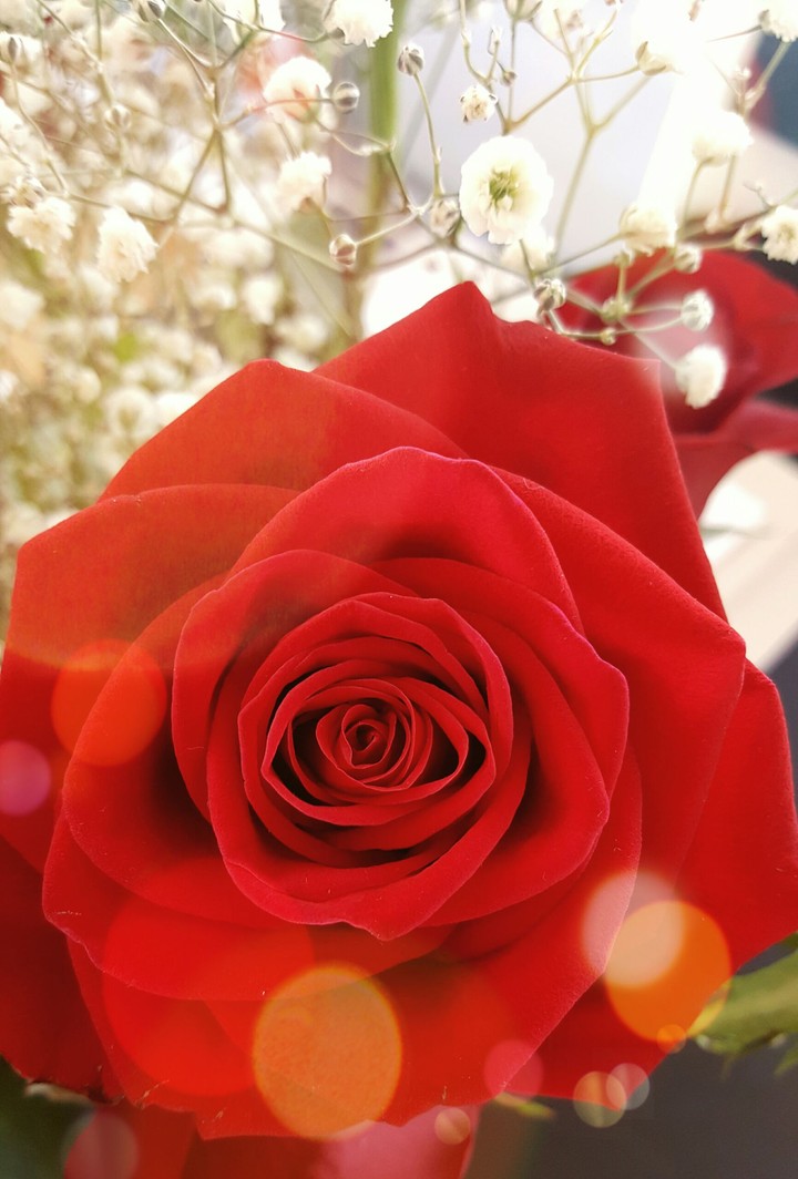 Sweet Rose