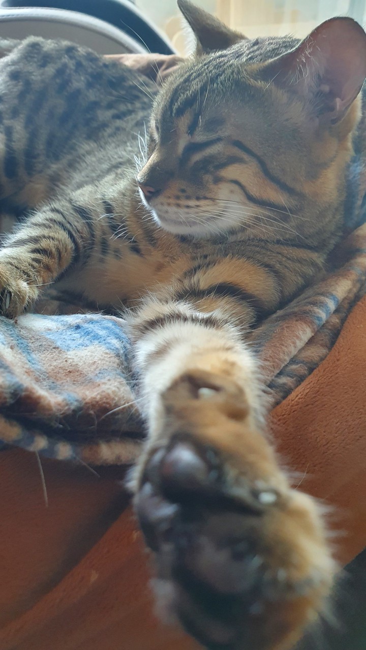 cat