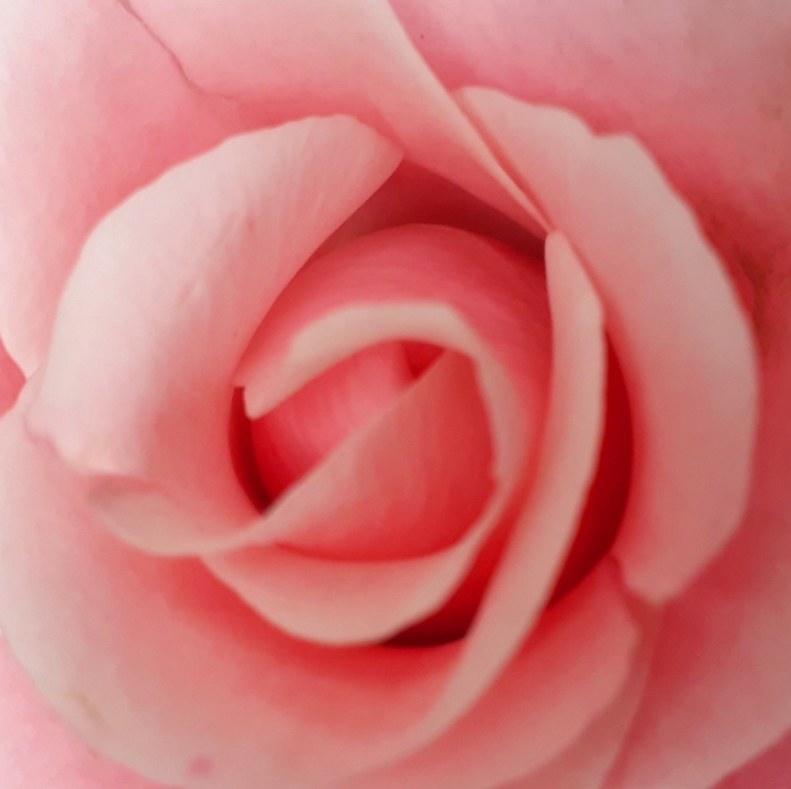 pink beauty