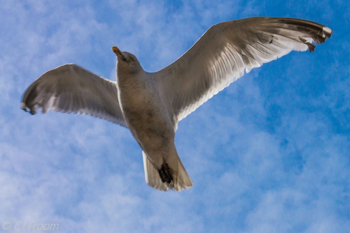 Gulls Flight