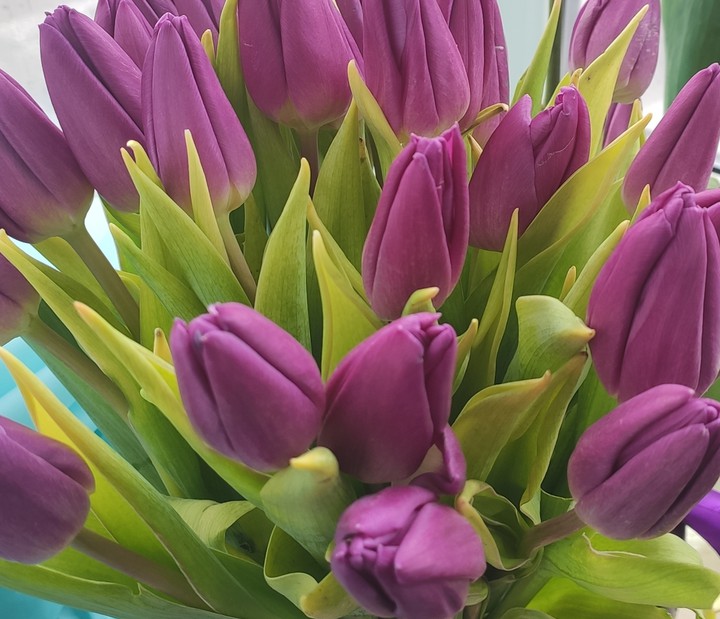 tulips