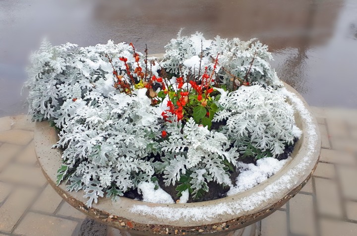 Winter composition❄