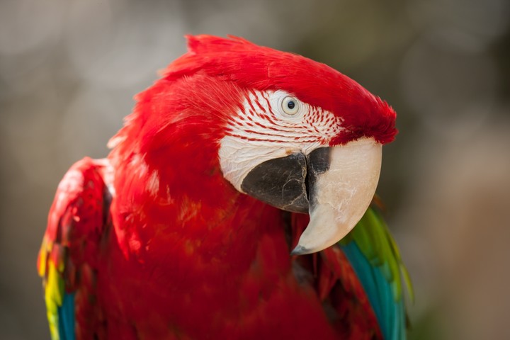 Macaw colorfull birds